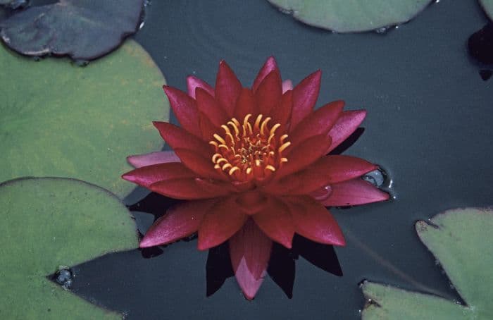 waterlily 'Atropurpurea'