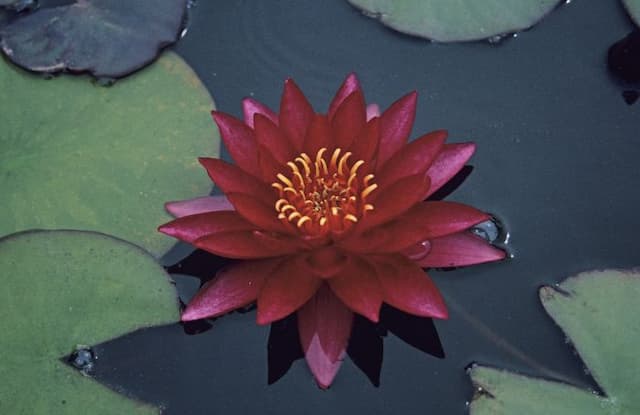 Waterlily 'Atropurpurea'