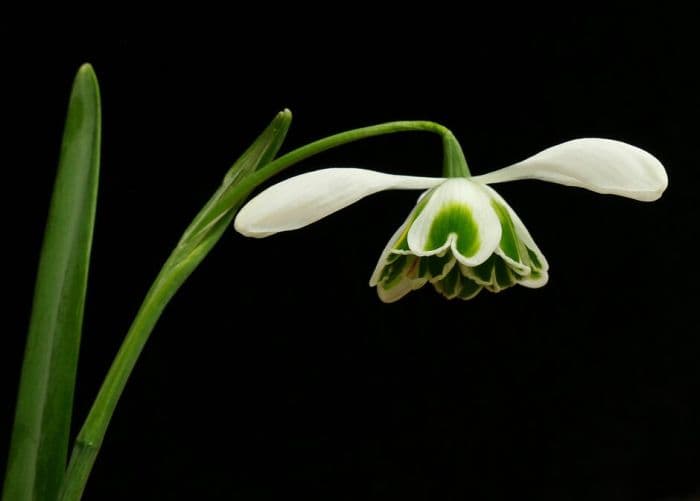 snowdrop 'Nerissa'