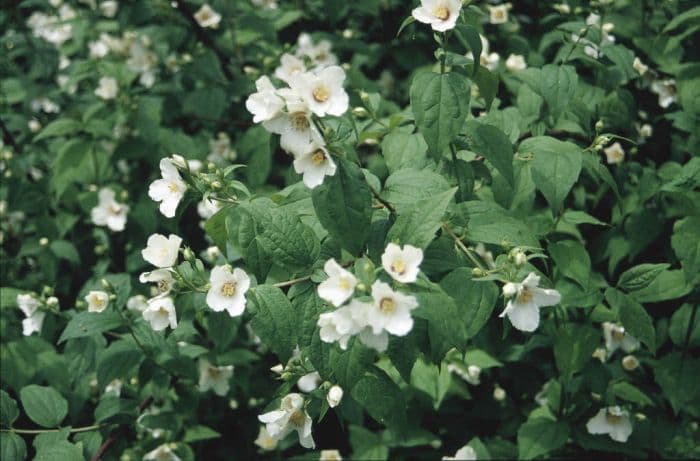 mock orange 'Belle Etoile'