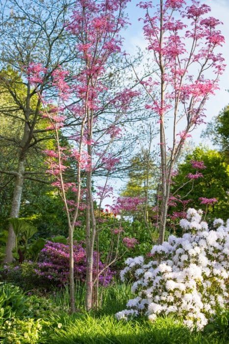 Chinese cedar 'Flamingo'