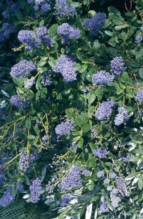 Californian lilac 'Burkwoodii'