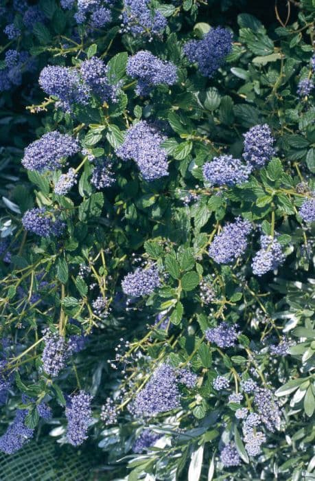 Californian lilac 'Burkwoodii'