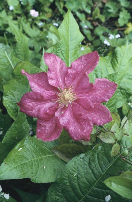 clematis 'Ernest Markham'