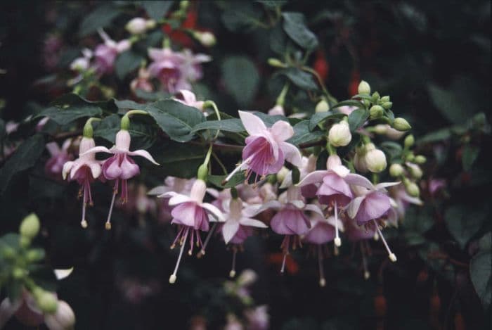 fuchsia 'Micky Goult'