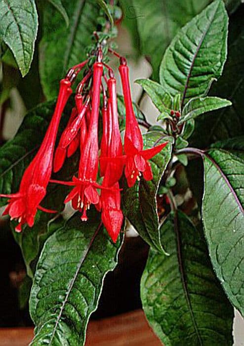 fuchsia 'Mary'