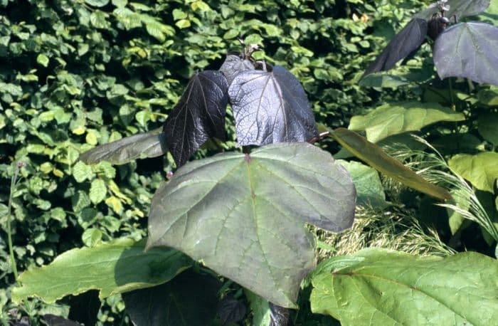 purple hybrid catalpa