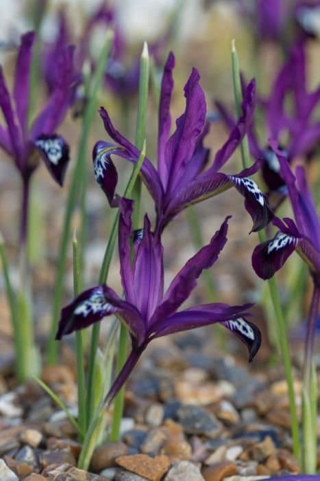 Netted Iris 'Pauline'