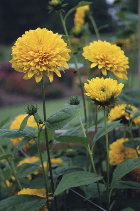 sunflower 'Loddon Gold'