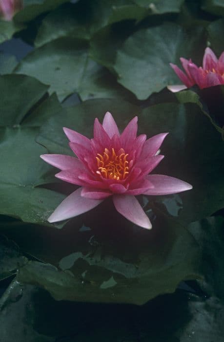 waterlily 'René Gérard'