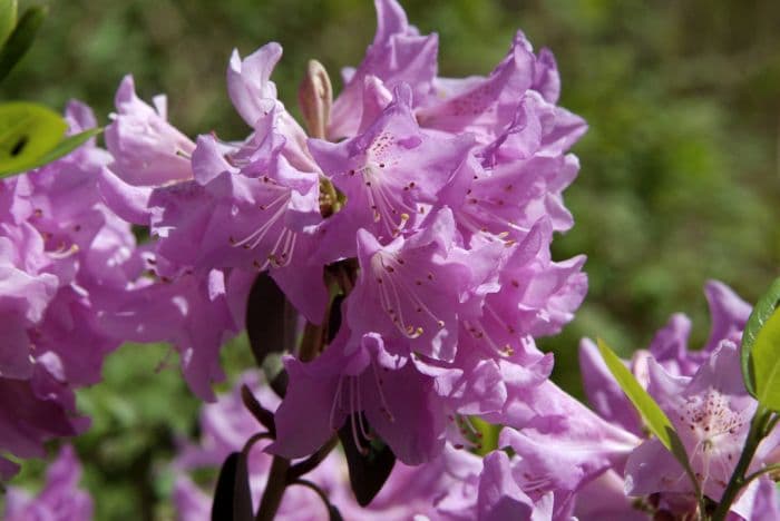 Oreotrephes rhododendron