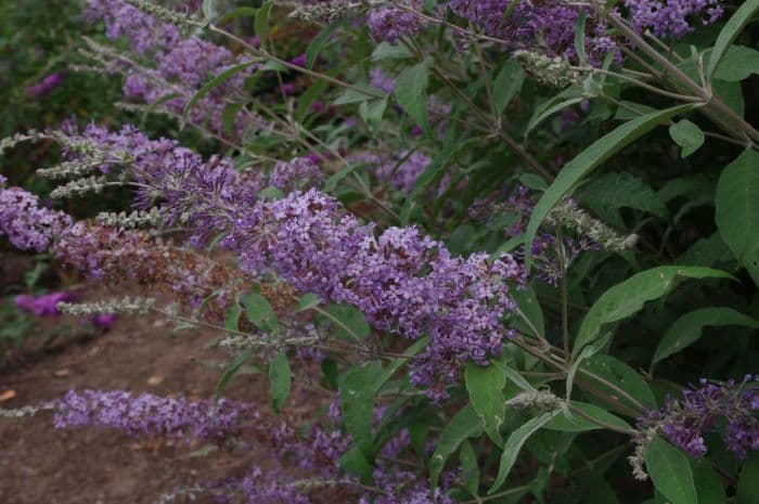 butterfly bush 'West Hill'