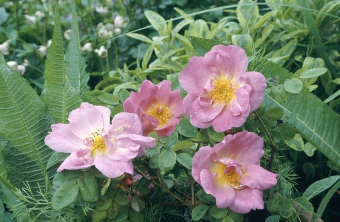 rose 'Marguerite Hilling'