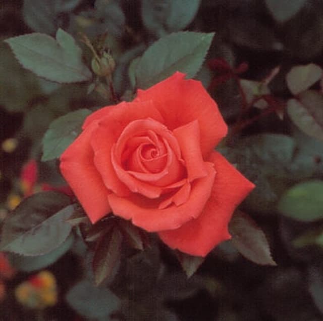 Rose [Royal William]