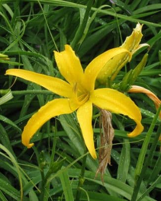 Day Lilly 'Doubloon'