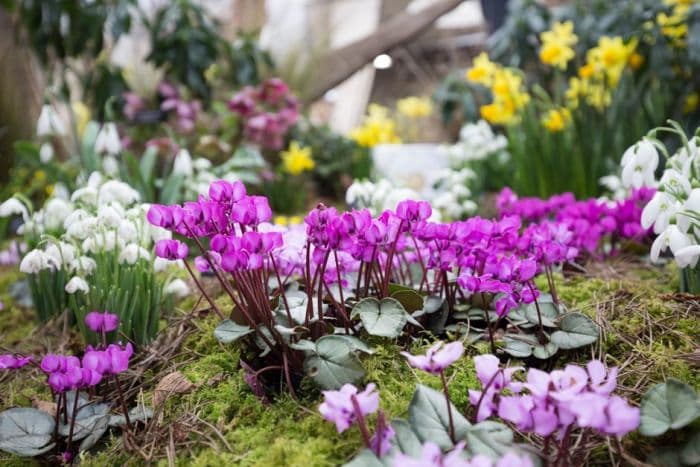 cyclamen Pewter Group