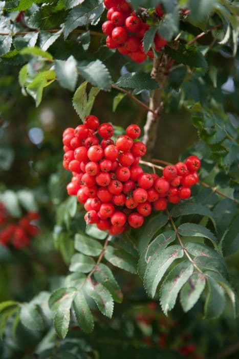 rowan 'Fastigiata'