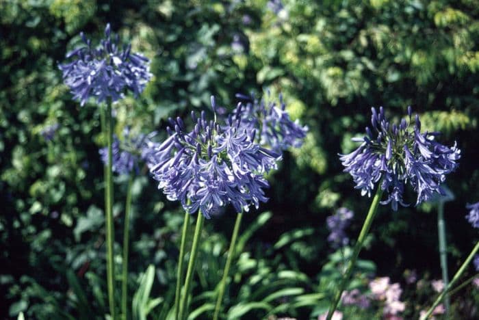 African lily 'Loch Hope'