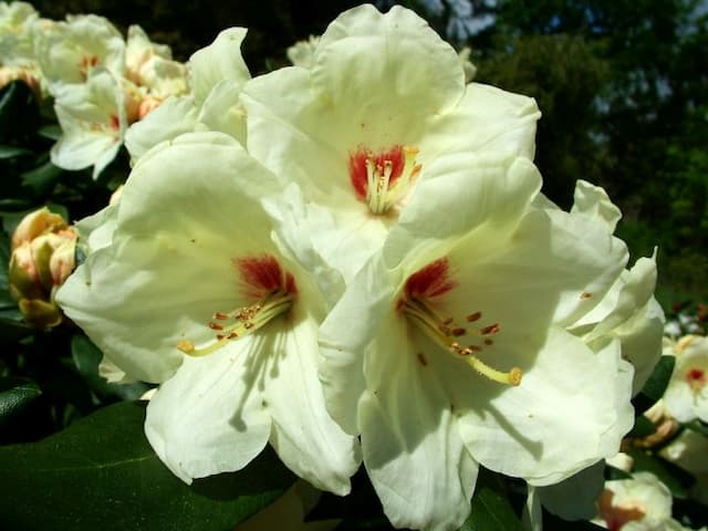 Rhododendron Volker Group