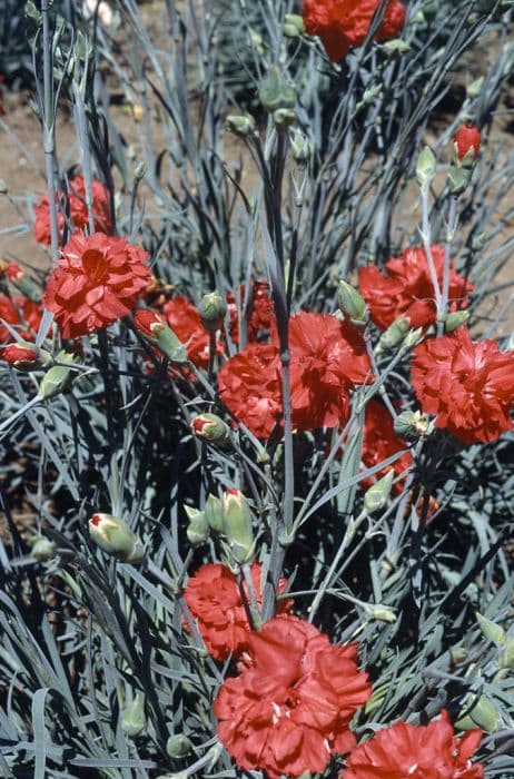 pink 'Claret Joy'