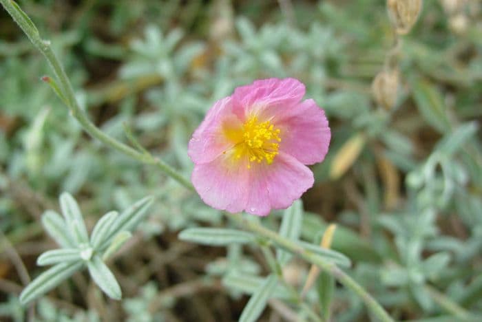 rock rose 'Rhodanthe Carneum'