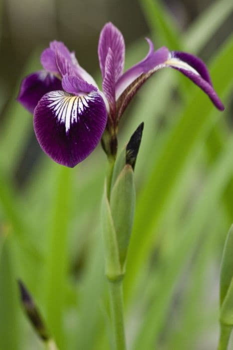 iris 'Kermesina'