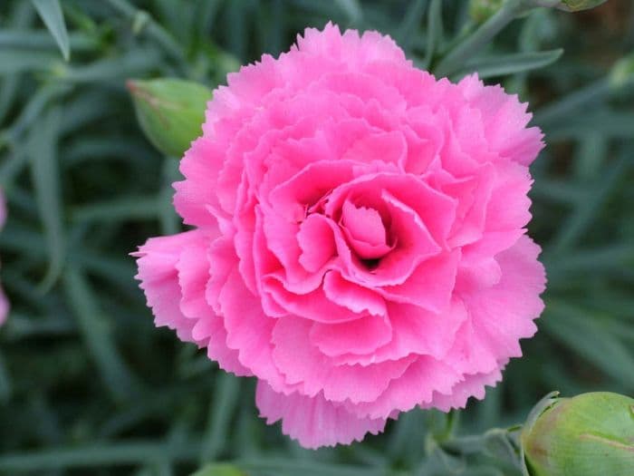 pink 'Valda Wyatt'