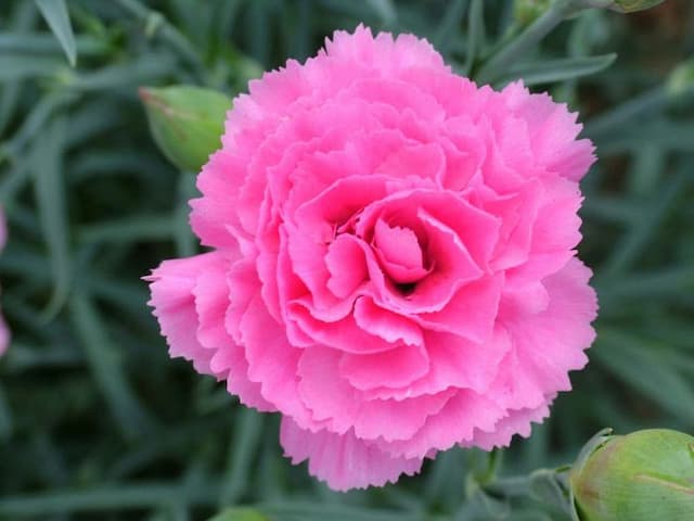 Pink 'Valda Wyatt'