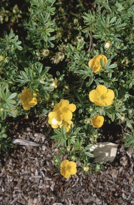 shrubby cinquefoil 'Tangerine'