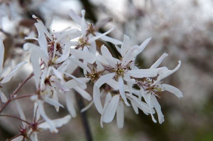 serviceberry 'Rubescens'