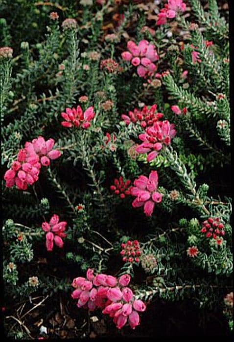 cross-leaved heath 'Pink Star'