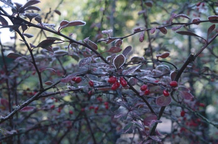 purple Japanese barberry