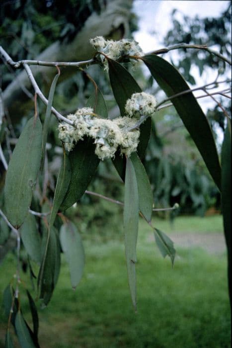 Jounama snow gum