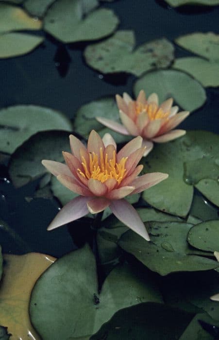 waterlily 'Sioux'