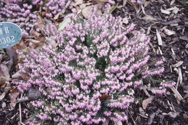 Heather 'Pink Spangles'