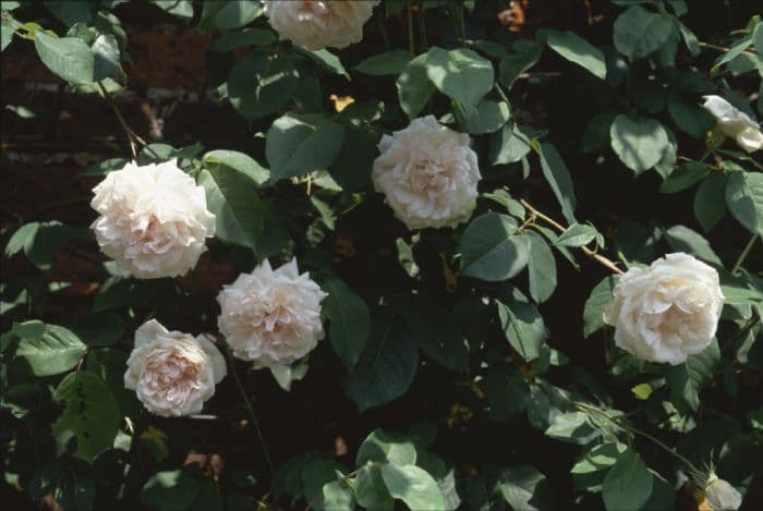 rose 'Madame Alfred Carrière'