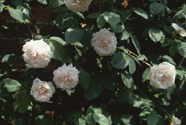Rose 'Madame Alfred Carrière'