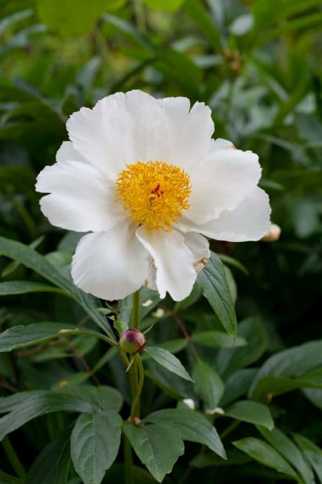 peony 'White Wings'