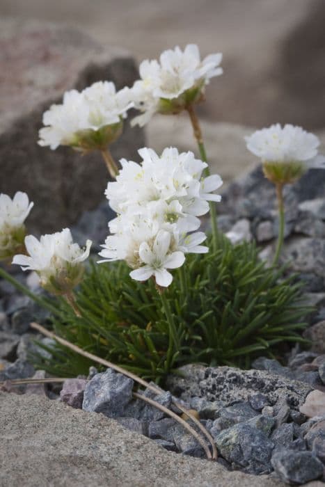 white juniper-leaved thrift