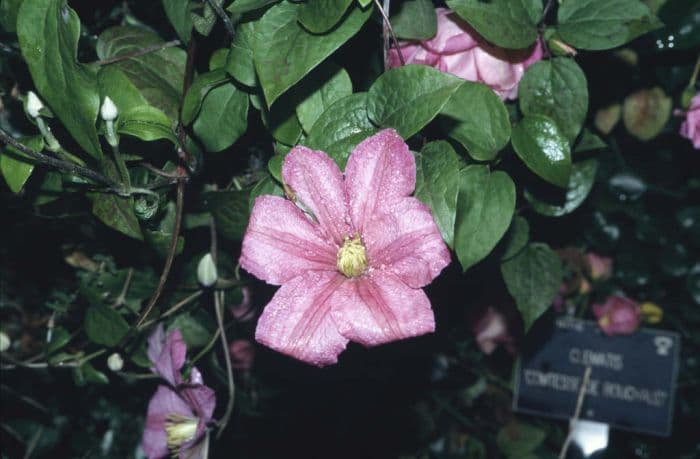 clematis 'Comtesse de Bouchaud'
