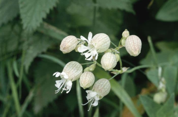 bladder campion