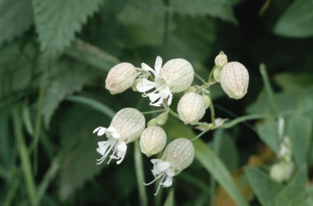 Bladder campion