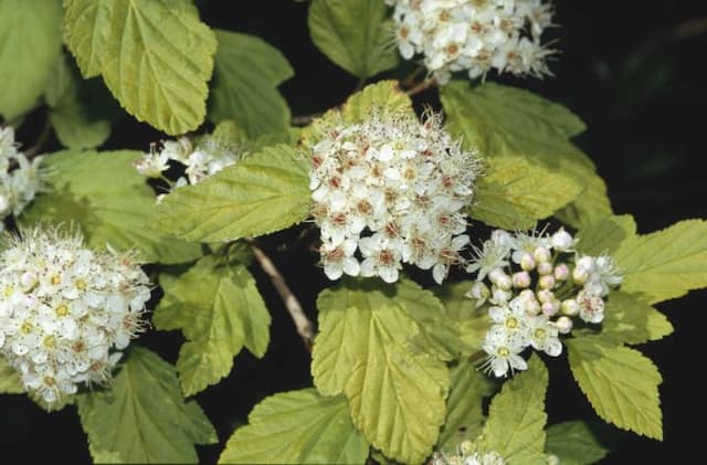 Ninebark 'Luteus'