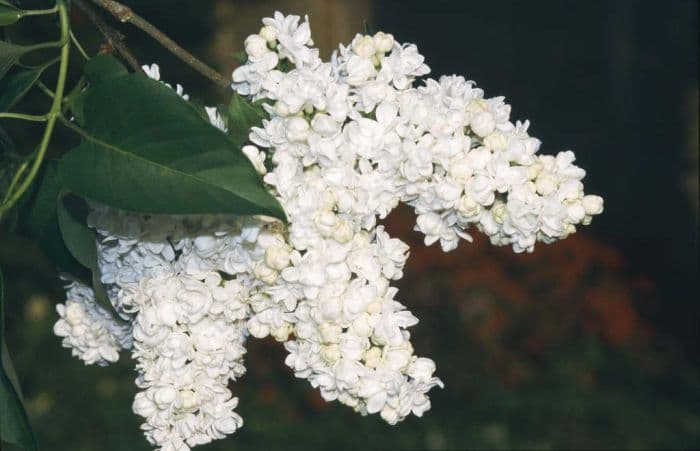 lilac 'Madame Lemoine'