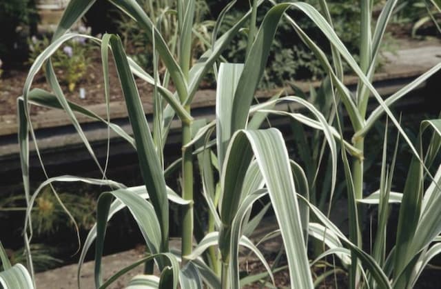 Variegated giant reed