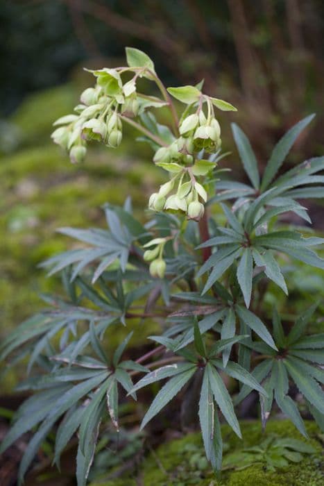 stinking hellebore Wester Flisk Group