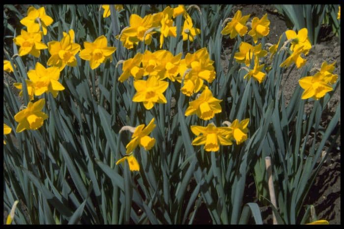 daffodil 'Bryanston'