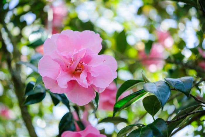 camellia 'Grand Jury'