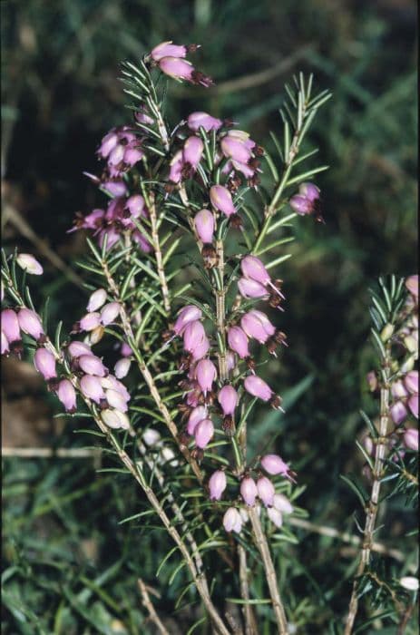 heather 'Praecox Rubra'