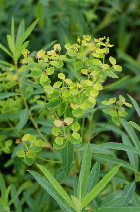 nerium-leaved spurge